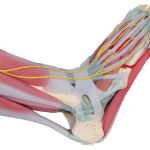 Afbeeldingen van Voet met spieren