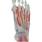 Afbeeldingen van Voet met spieren