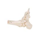 Afbeeldingen van Voet en enkel