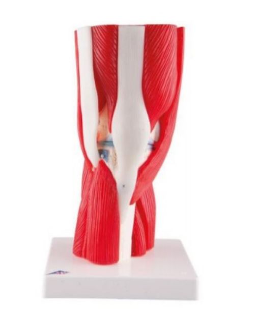 Afbeeldingen van Kniegewricht met spieren