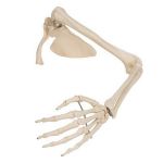 Afbeeldingen van Arm met scapula en clavicula