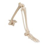 Afbeeldingen van Volledig been skelet met heup