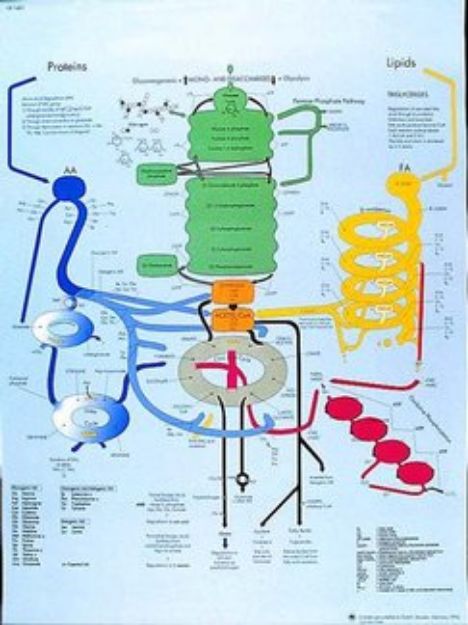 Afbeeldingen van Cholesterol