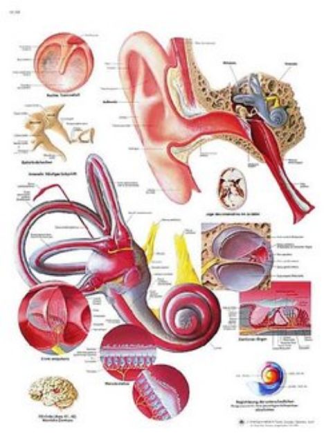 Afbeeldingen van Oor