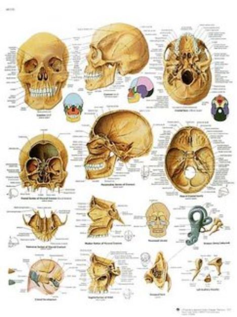 Afbeeldingen van Schedel