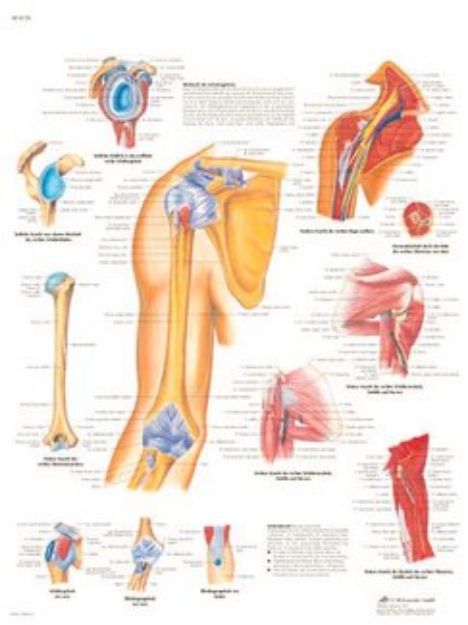 Afbeeldingen van Schouder en bovenarm