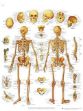 Afbeeldingen van Skelet
