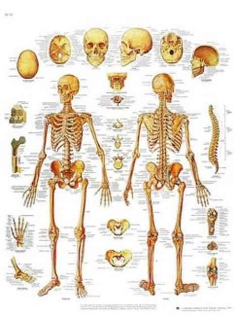 Afbeeldingen van Skelet