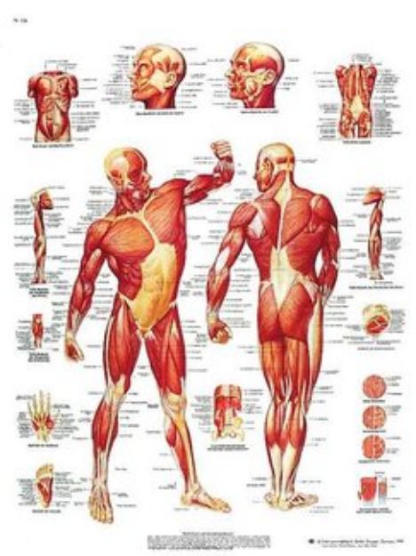 Afbeeldingen van Spieren