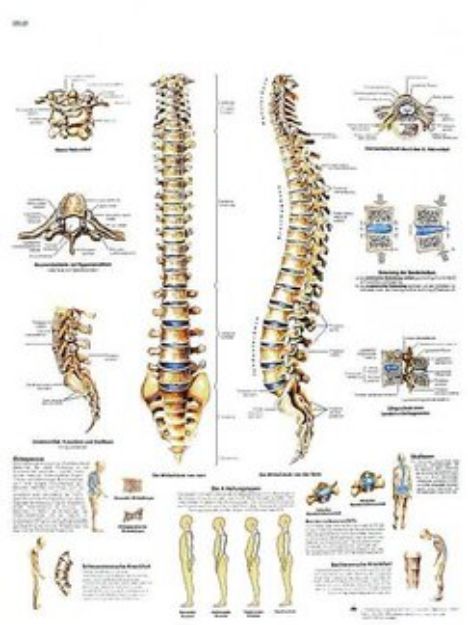 Afbeeldingen van Wervelkolom